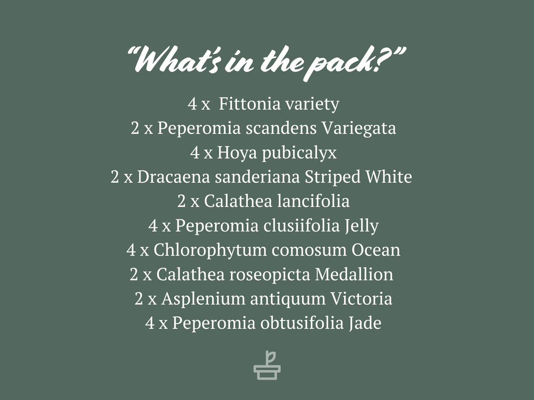 Indoor Garden The Teachers Classroom Houseplant Pack 4 Indoor Garden The Teachers Classroom Houseplant Pack