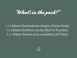 Shrubs Screening Plants The Easy Care Plant Pack - Trio