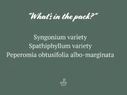 Indoor Garden Assorted Indoor Plants Pack - Larger Plants