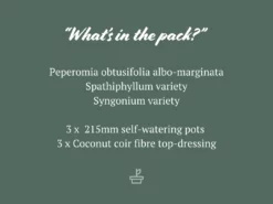 Indoor Garden Mr Kitly 3 Plants & 3 Pots - 215mm