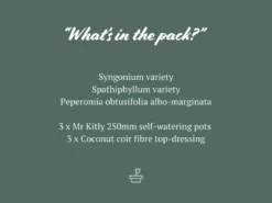 Indoor Garden Plant Packs Mr Kitly 3 Plants & 3 Pots - 250mm