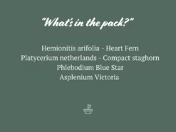 Indoor Garden Fern Mixed Pack