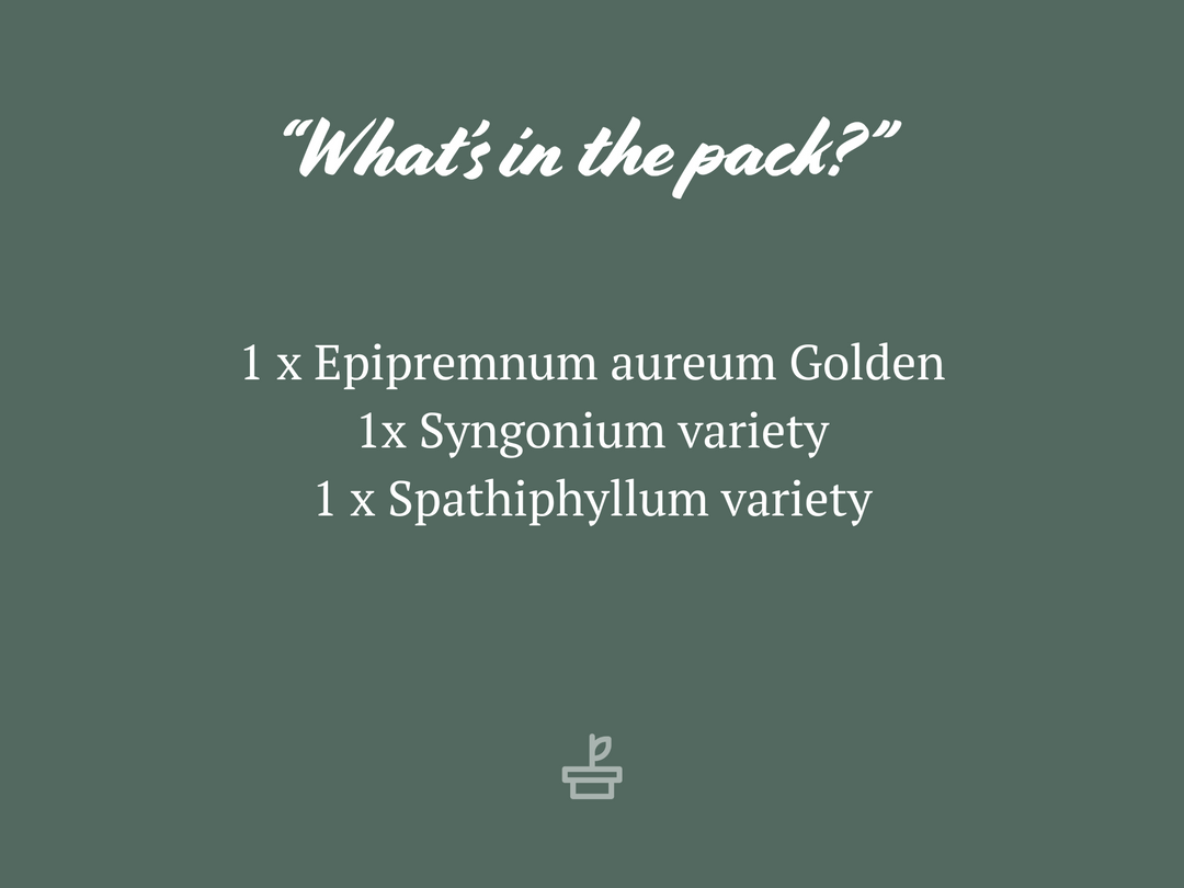 Indoor Garden The Plant Killers Pack - 85mm Plant Packs 4 Indoor Garden The Plant Killers Pack - 85mm Plant Packs