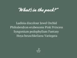 Indoor Garden The Houseplant π« Wishlist Box Air Purifying 15 Indoor Garden The Houseplant π« Wishlist Box Air Purifying
