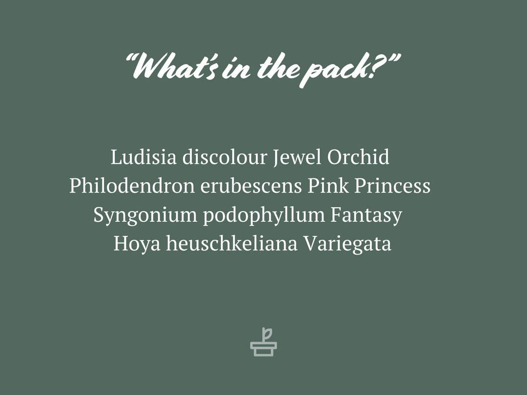 Indoor Garden The Houseplant π« Wishlist Box Air Purifying 8 Indoor Garden The Houseplant π« Wishlist Box Air Purifying