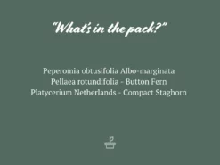 Indoor Garden Pet-Friendly🐶 Indoor Plant Pack - 85mm Pet-friendly Indoor Plants 12 Indoor Garden Pet-Friendly🐶 Indoor Plant Pack - 85mm Pet-friendly Indoor Plants