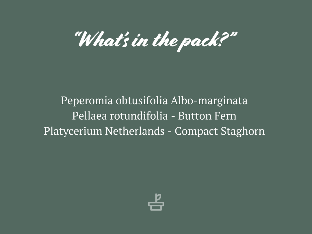 Indoor Garden Cat-Friendly Indoor Plant Pack - 85mm 7 Indoor Garden Cat-Friendly Indoor Plant Pack - 85mm