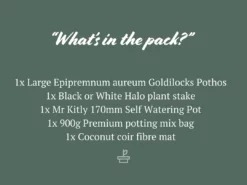 Pot + Plant Gift Box The Housewarming Gift Box