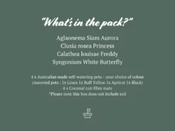 Indoor Garden Easy Care Plants Mr Kitly 4 Houseplants & 4 Pots