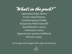 Indoor Garden Plant Packs A Giftbox Of Houseplants🍃 - Includes Gift Wrapping