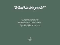 Indoor Garden Dark Matters Low Light Indoor Plant Pack 85mm Easy Care Plants