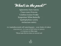 Indoor Garden Mr Kitly 6 Houseplants & 6 Pots