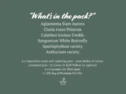 Indoor Garden Easy Care Plants 6 Bundle Box 📦 - Includes Plants, Pots & Soil