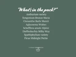 Indoor Garden The Plant Killers Houseplant Pack Easy Care Plants