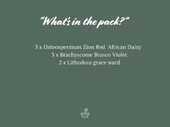 Shrubs Border Plants Sun Loving Potted Pretties Mix