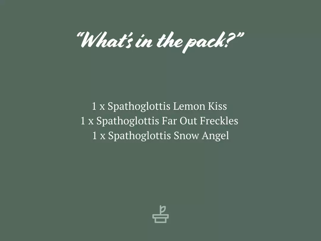 Indoor Garden Assorted Box Of Flowering Orchids 'Spathoglottis' 85mm Border Plants 4 Indoor Garden Assorted Box Of Flowering Orchids 'Spathoglottis' 85mm Border Plants