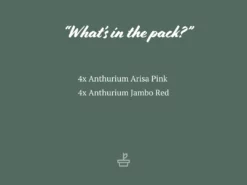 Indoor Garden Anthurium Mixed Pack Easy Care Plants