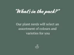 Shrubs Brachyscome Assorted Flower 🌸 Pack 9 Shrubs Brachyscome Assorted Flower 🌸 Pack