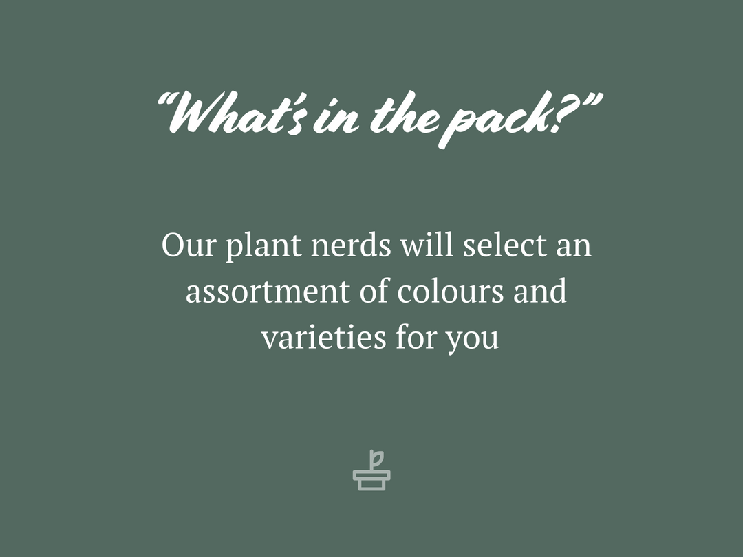 Shrubs Brachyscome Assorted Flower 🌸 Pack 6 Shrubs Brachyscome Assorted Flower 🌸 Pack