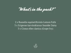 Shrubs Outdoor Assorted Hanging Plants Plant Packs 9 Shrubs Outdoor Assorted Hanging Plants Plant Packs