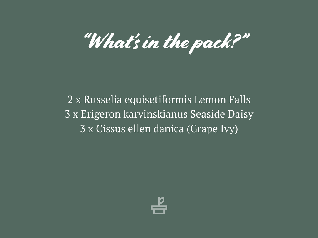 Shrubs Outdoor Assorted Hanging Plants Plant Packs 4 Shrubs Outdoor Assorted Hanging Plants Plant Packs