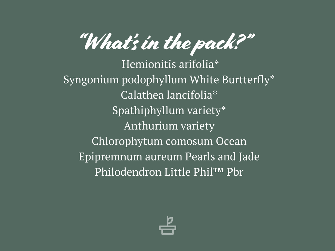 Indoor Garden Green Wall Pack - Indoors 6 Indoor Garden Green Wall Pack - Indoors