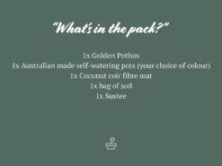 Pot + Plant Gift Box The Beginners Gift Box ๐ Easy Care Plants 22 Pot + Plant Gift Box The Beginners Gift Box ๐ Easy Care Plants