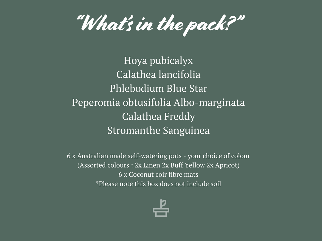 Indoor Garden Pet-friendly Indoor Plants Mr Kitly 6 Houseplants & 6 Pots - Pet-Friendly Edition 4 Indoor Garden Pet-friendly Indoor Plants Mr Kitly 6 Houseplants & 6 Pots - Pet-Friendly Edition