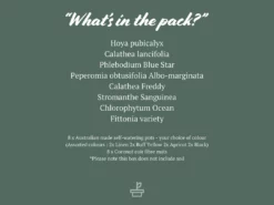 Indoor Garden Mr Kitly 8 Houseplants & 8 Pots - Pet-Friendly Edition Pet-friendly Indoor Plants