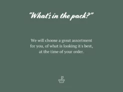 Indoor Garden Fern Mixed Pack 85mm