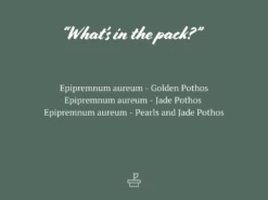 Indoor Garden Pothos Mixed Houseplant Pack 85mm Plant Packs