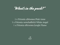 Indoor Garden Plant Packs Assorted Box Of Nerve Plants - Fittonia 85mm