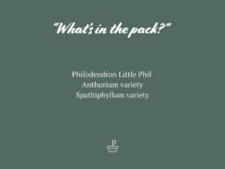 Indoor Garden Plant Packs The Office Indoor Plant Box - 85mm 9 Indoor Garden Plant Packs The Office Indoor Plant Box - 85mm