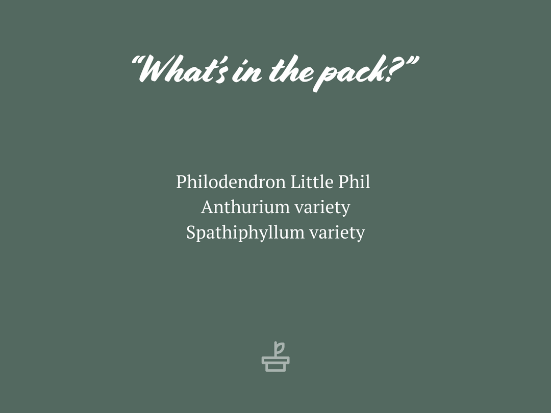 Indoor Garden Plant Packs The Office Indoor Plant Box - 85mm 4 Indoor Garden Plant Packs The Office Indoor Plant Box - 85mm