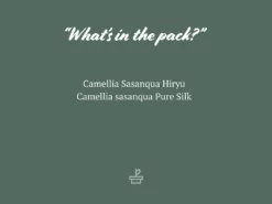 Hedge Shrubs Camellia Assorted Pack