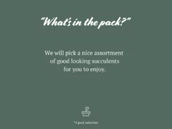 Succulents Pool Friendly Plants Assorted Succulent Box