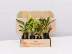 Shrubs Pool Friendly Plants Tropical Mixed Pack Of Outdoor Plants