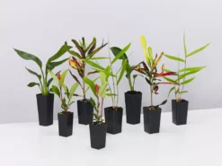 Shrubs Pool Friendly Plants Tropical Mixed Pack Of Outdoor Plants