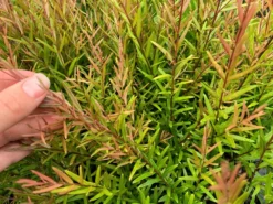 Shrubs Native Mixed Pack