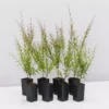 Shrubs Hedging Plants Austromyrtus Dulcis Copper Tops Native Hedging Pack