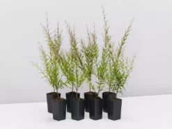 Shrubs Hedging Plants Austromyrtus Dulcis Copper Tops Native Hedging Pack