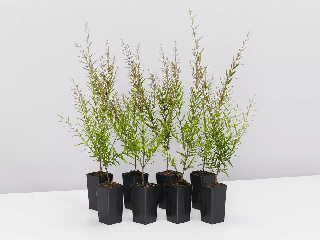 Shrubs Hedging Plants Austromyrtus Dulcis Copper Tops Native Hedging Pack 3 Shrubs Hedging Plants Austromyrtus Dulcis Copper Tops Native Hedging Pack