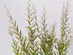 Shrubs Hedging Plants Austromyrtus Dulcis Copper Tops Native Hedging Pack 10 Shrubs Hedging Plants Austromyrtus Dulcis Copper Tops Native Hedging Pack