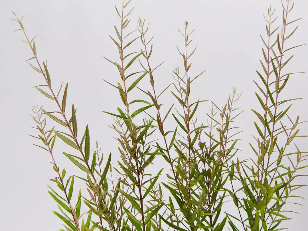 Shrubs Hedging Plants Austromyrtus Dulcis Copper Tops Native Hedging Pack 5 Shrubs Hedging Plants Austromyrtus Dulcis Copper Tops Native Hedging Pack