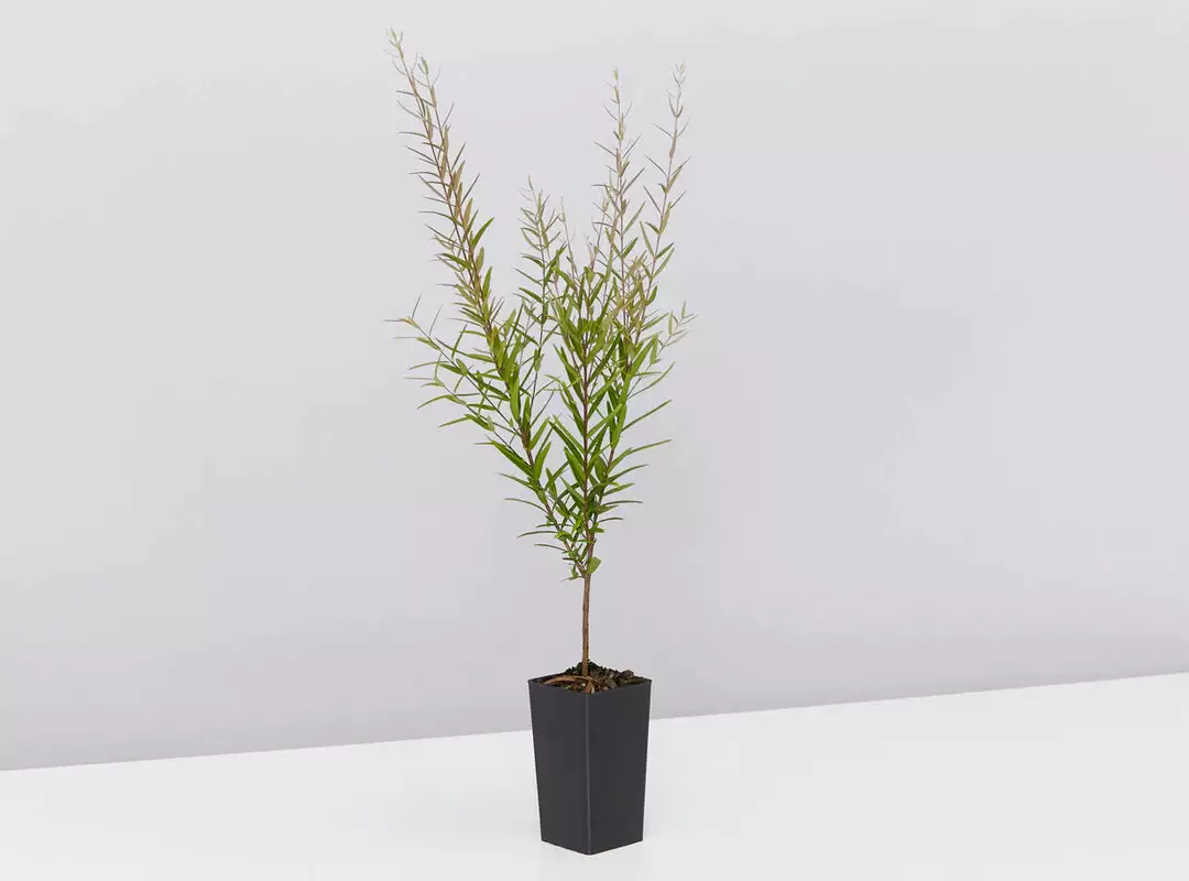 Shrubs Birds And Bees π Australian Native Plant Pack 11 Shrubs Birds And Bees π Australian Native Plant Pack