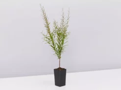 Shrubs Hedging Plants Austromyrtus Dulcis Copper Tops Native Hedging Pack 12 Shrubs Hedging Plants Austromyrtus Dulcis Copper Tops Native Hedging Pack