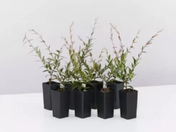 Shrubs Austromyrtus Dulcis Hedging Plants