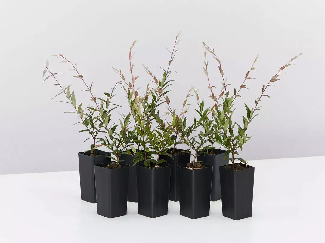 Shrubs Austromyrtus Dulcis Hedging Plants 3 Shrubs Austromyrtus Dulcis Hedging Plants