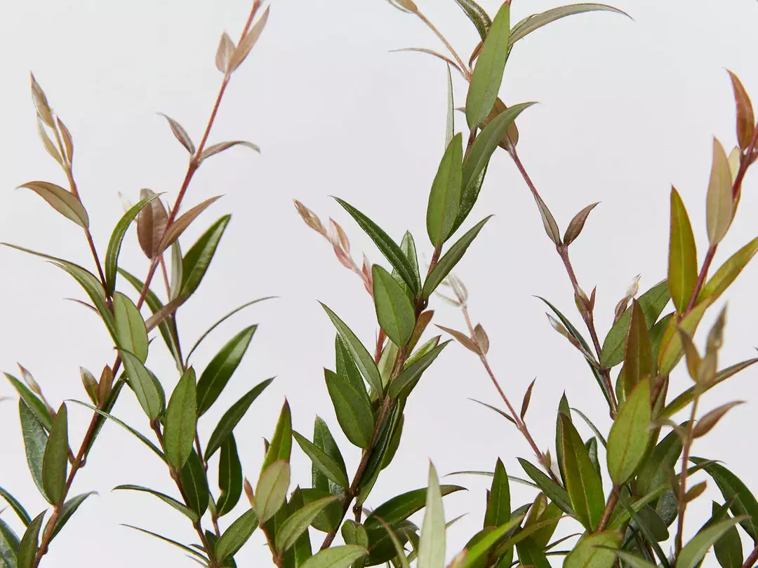 Shrubs Austromyrtus Dulcis Hedging Plants 4 Shrubs Austromyrtus Dulcis Hedging Plants