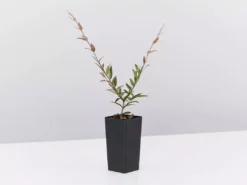 Shrubs Austromyrtus Dulcis Hedging Plants 8 Shrubs Austromyrtus Dulcis Hedging Plants